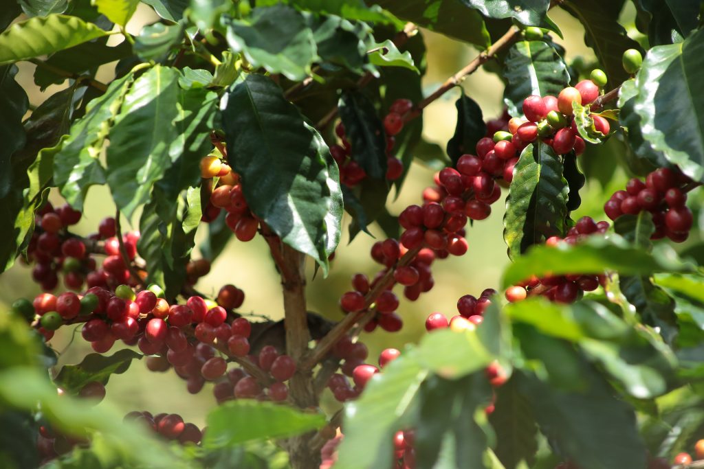 El café del Magdalena, una plataforma para atraer nuevas inversiones al territorio